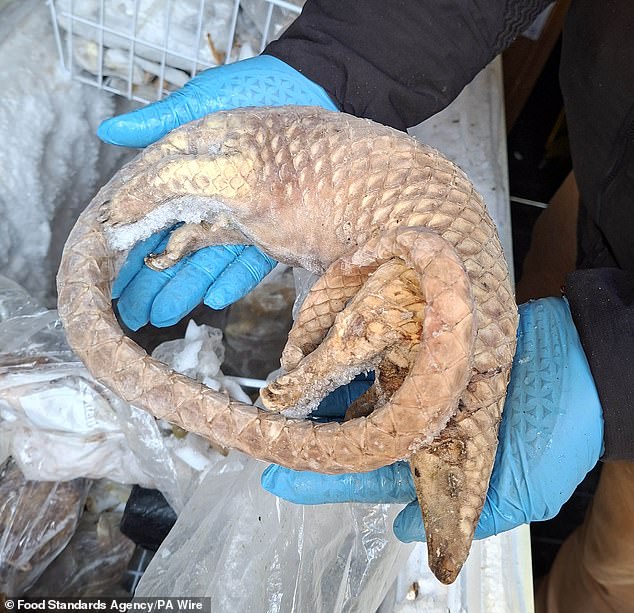 Officials from the Food Standards Agency (FSA) found the wild animals at a site in Deptford, south east London on December 5. Pictured is one of the frozen Pangolins retrieved