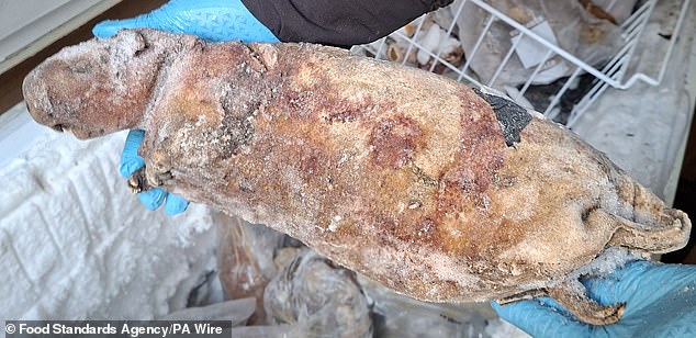 Police arrested a 57-year-old man after 38kg of illegal bushmeat - including pangolins, cane rats and porcupines - was seized from a freezer. Pictured is a frozen cane rat retrieved