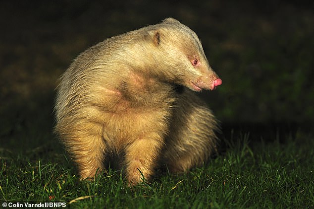 A rare albino badger named Alberto could derail ambitious plans to restore a fire-ravaged 16th century stately home