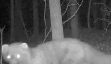 The first fisher in 100 years was captured on a trail camera in Ohio