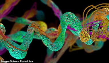 A found removing two amino acids (the building blocks of protein) – called arginine and proline – from the diet of mice with neuroblastoma made tumours less aggressive