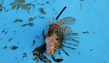 Invasive lionfish threaten Mediterranean biodiversity. Could eating them be a solution?