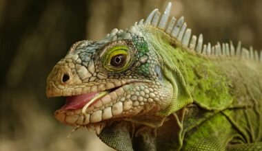 Lizard matchmaking and decoupling: Positive environmental stories from 2025