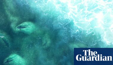 Hundreds of sharks filmed in bait fish feeding frenzy near Byron Bay | Australia news