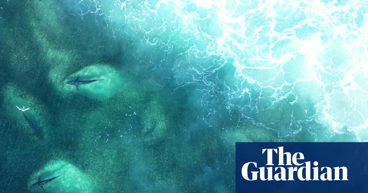 Hundreds of sharks filmed in bait fish feeding frenzy near Byron Bay | Australia news