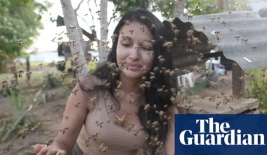 Stingless bees from the Amazon granted legal rights in world first | Bees