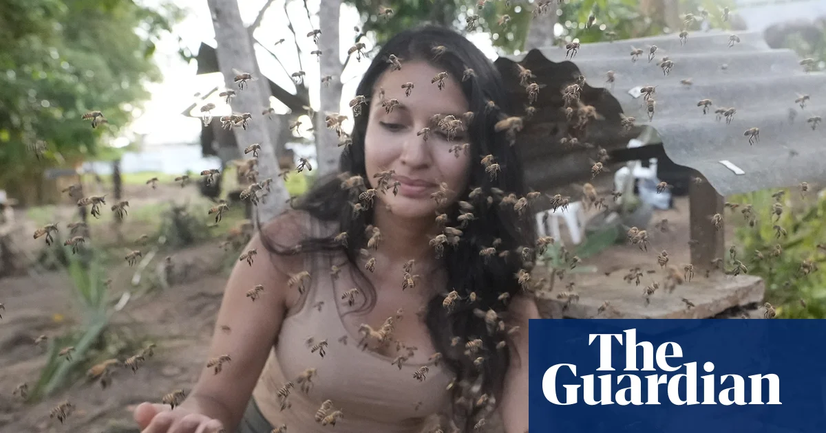 Stingless bees from the Amazon granted legal rights in world first | Bees