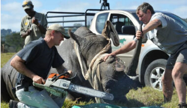 Namibia loses bid to overturn ban on rhino horn trade