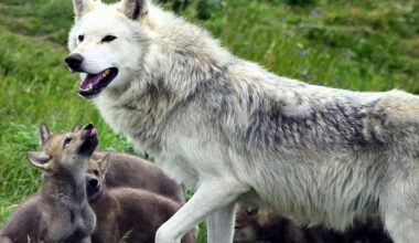 Young ‘cautious’ over potential reintroduction of wolves and lynx in the wild