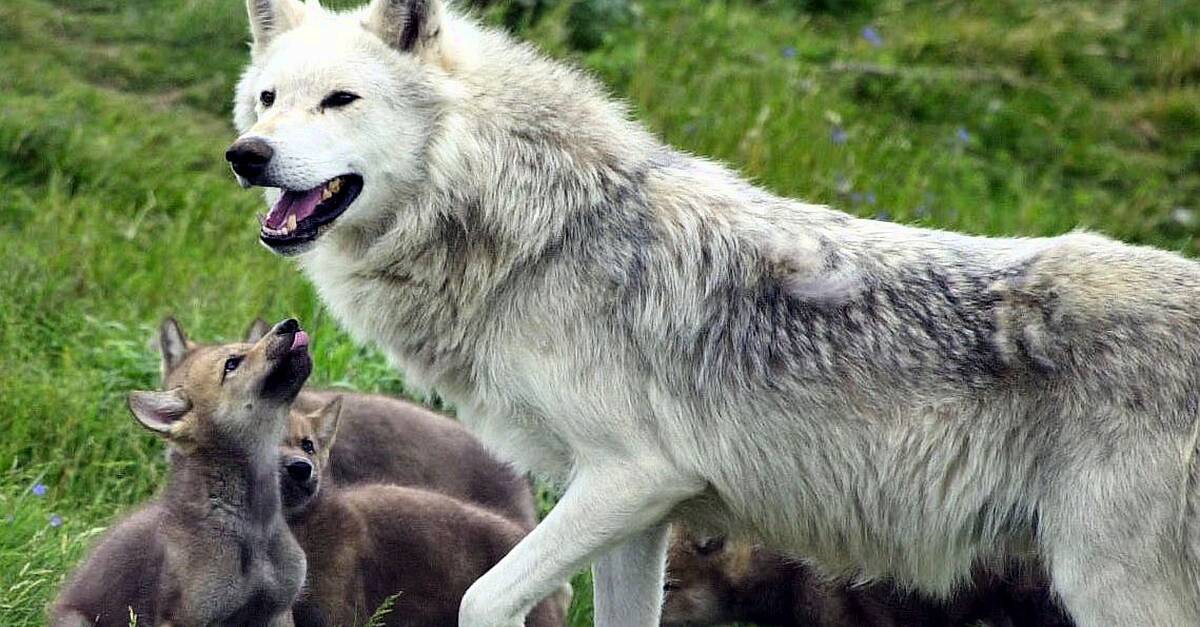 Young ‘cautious’ over potential reintroduction of wolves and lynx in the wild