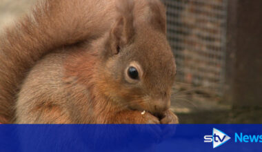 Red squirrel range increases 25% in Highlands following reintroduction project
