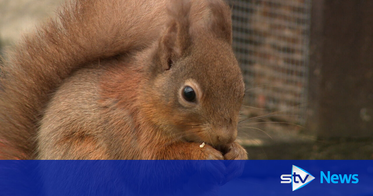 Red squirrel range increases 25% in Highlands following reintroduction project