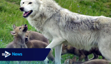 Young ‘cautious’ over potential reintroduction of wolves and lynx in the wild