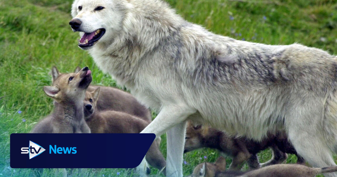 Young ‘cautious’ over potential reintroduction of wolves and lynx in the wild