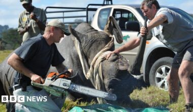Veterinarian, William Fowlds saws off the horn of a rhinocerous while game ranger Mof Swanepoel restrains her at the Kragga Kamma Game Park on March 30, 2011 in Port Elizabeth, South Africa. Horns are being removed from rhinos in an attempt to avoid the rhino being poached for sale to the black market