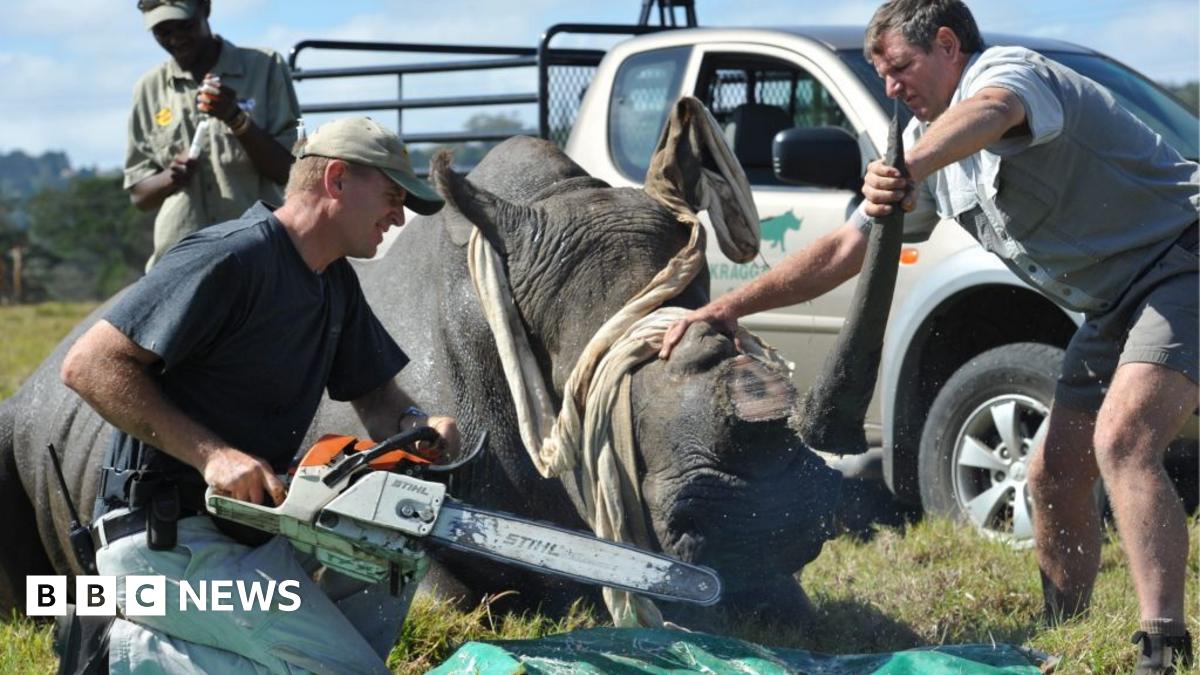 Veterinarian, William Fowlds saws off the horn of a rhinocerous while game ranger Mof Swanepoel restrains her at the Kragga Kamma Game Park on March 30, 2011 in Port Elizabeth, South Africa. Horns are being removed from rhinos in an attempt to avoid the rhino being poached for sale to the black market
