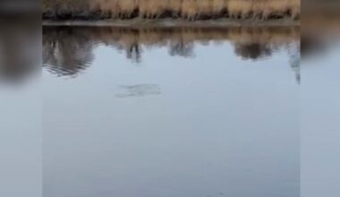 Dolphin delight as playful pod makes a surprise splash in New Ross – ‘I’ve just been mesmerised by them’