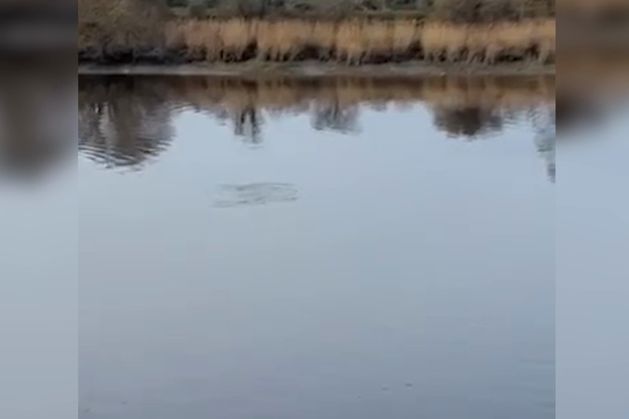 Dolphin delight as playful pod makes a surprise splash in New Ross – ‘I’ve just been mesmerised by them’