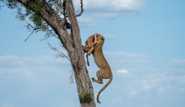 A leopard carries her kill, a topi, up a tree after hunting at the Maasai Mara National Reserve on October 14, 2023 in Kenya, Africa.