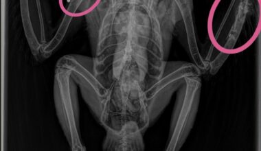 Peregrine found with shotgun injuries in Peak District National Park – Raptor Persecution UK