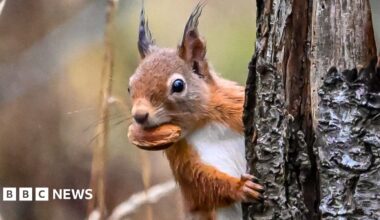 A red squirrel, ears pricked, gripping the side of a tree, with a nut in its mouth.