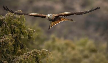 Two Scottish gamekeepers on trial today in relation to alleged killing of Red Kites in Cairngorms National Park – Raptor Persecution UK
