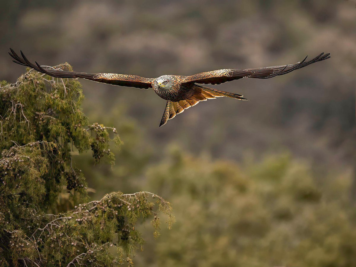Two Scottish gamekeepers on trial today in relation to alleged killing of Red Kites in Cairngorms National Park – Raptor Persecution UK