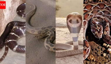 Snakes everywhere! These states in India record the highest numbers of venomous species |