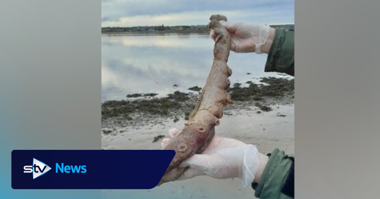Rare deep-sea seven-arm octopus remains wash up on Scottish beach