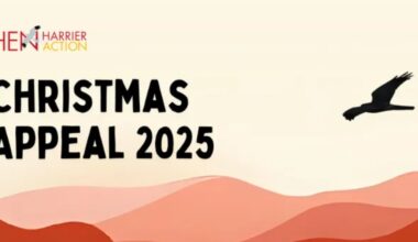 The charity Hen Harrier Action launches Xmas fundraiser to buy satellite tags – Raptor Persecution UK