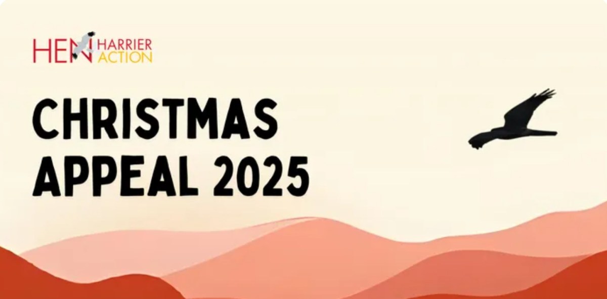 The charity Hen Harrier Action launches Xmas fundraiser to buy satellite tags – Raptor Persecution UK