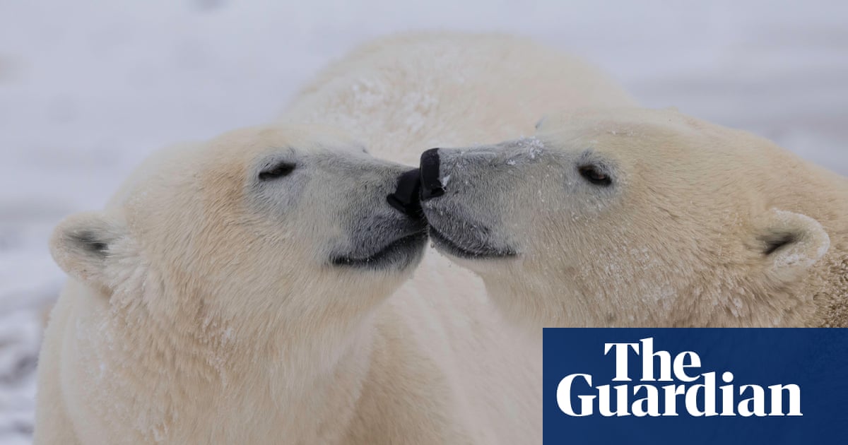 Changes to polar bear DNA could help them adapt to global heating, study finds | Wildlife