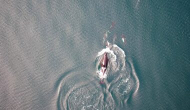 Killer whales seen hunting with dolphins and sharing spoils for first time