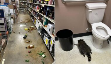 Drunk raccoon behind liquor store rampage suspected of other 'break-ins' | US News