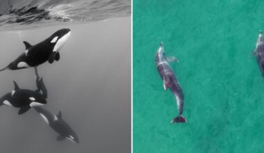 Orcas and dolphins are now hunting together in major scientific discovery