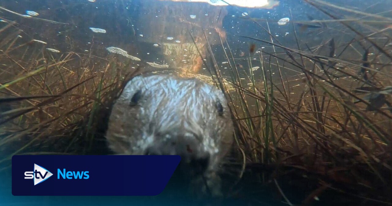 Beaver selfie caught on underwater camera hidden in Cairngorms National Park loch