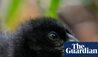 ‘Miracle’ of Zealandia: chick is born to rare takahē pair thought to be infertile | Birds