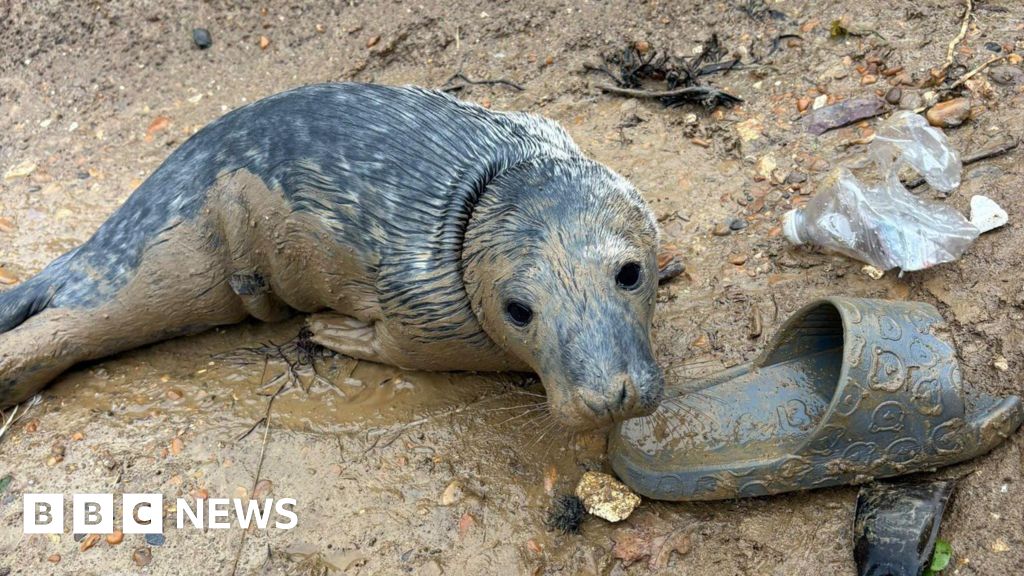 Underweight seal pup recovering after Seatown beach rescue