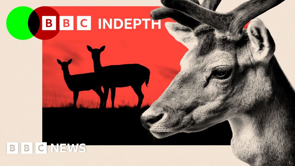 Why Britain has a deer problem