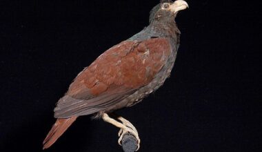 Dodo bird’s closest living relative spotted in remote South Pacific rainforest