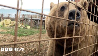 One of the bears. He is close to the camera but separated from it by a thin metal fence. He is looking to the right, out of frame, but his face takes up most of the right hand side of the frame. In the background is the bears' enclosure with rocks, grass and some wooden platforms, with another fence seen around its perimeter.