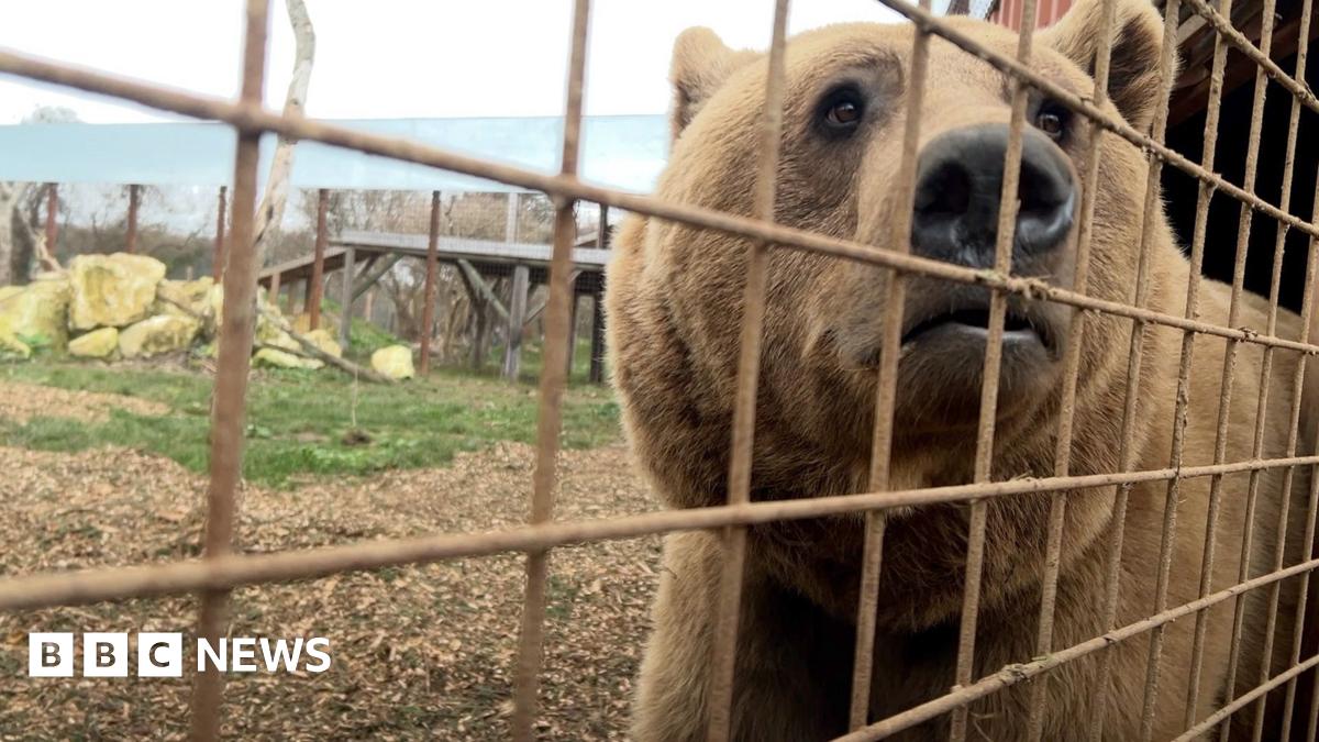 One of the bears. He is close to the camera but separated from it by a thin metal fence. He is looking to the right, out of frame, but his face takes up most of the right hand side of the frame. In the background is the bears' enclosure with rocks, grass and some wooden platforms, with another fence seen around its perimeter.
