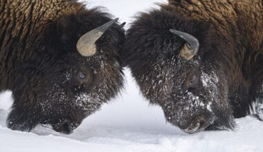 Bison Fight In The Middle Of Snow Road: WATCH