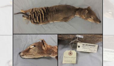 Scientists retrieve RNA from an extinct animal, marking a first in genetics research