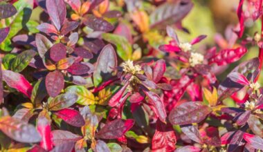 Traditional plant extract shows anti-inflammatory potential in early research