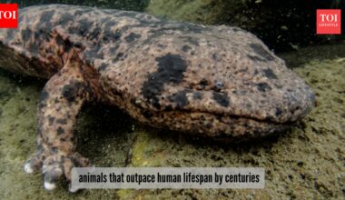 ​5 animals that live centuries longer than humans​