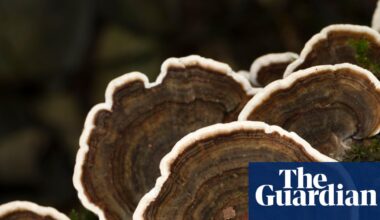 Revisited: do medicinal mushroom products actually work? – podcast | Science