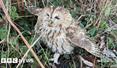 Injured tawny owl found by Hulland Ward roadside returned to the wild