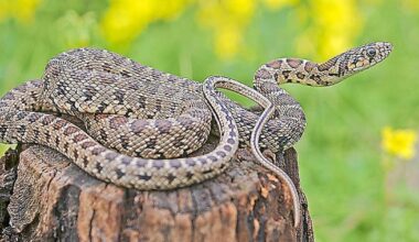 what to do if you spot one