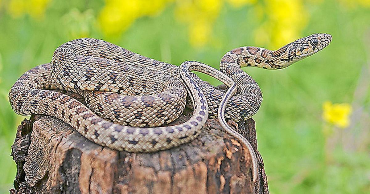 what to do if you spot one